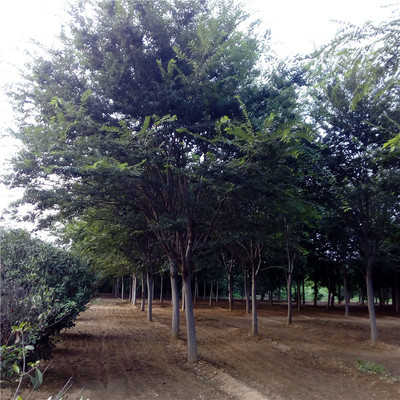 苗木榉树图片