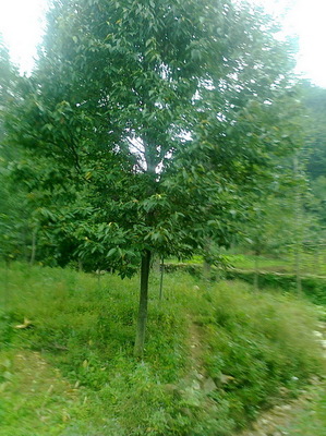 绿荫苗木基地