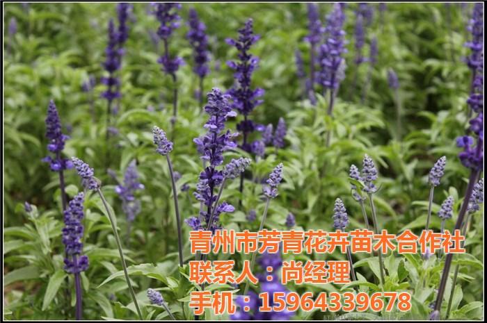 青州市芳青花卉苗木专业合作社