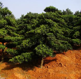 供应绿化苗木造型罗汉松