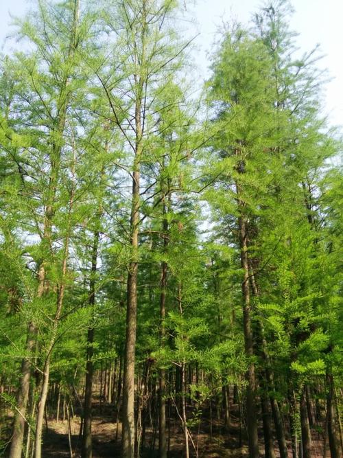 南县池杉苗木,益阳池杉树苗,湖南池杉基地-南县甘氏苗木种植专业合作