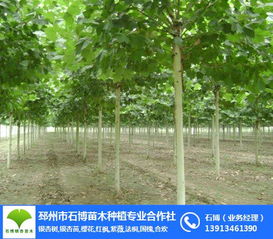 邳州市石博苗木种植专业合作社