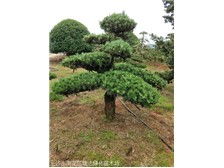 长沙市雨花区瑞达绿化苗木场产品展示