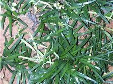 郴州市苏仙区宏达草皮苗木基地公司简介郴州市苏仙区宏达草皮苗木基地
