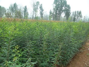 苗木的种植销售 偃师市首阳山镇李铁梁苗木种植场