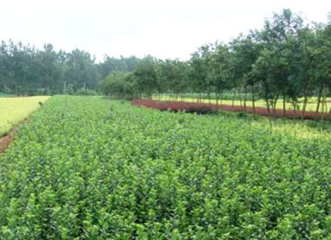 浙江地区适合种植果桑 苗木 竹子 山核桃 板栗吗