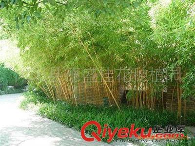 供应德盛桂花园林优质绿化竹苗一级紫竹 工厂绿化 小区绿化专用-沭阳县德盛桂花种植园提供供应德盛桂花园林优质绿化竹苗一级紫竹 工厂绿化 小区绿化专用的相关介绍、产品、服务、图片、价格沭阳县德盛桂花种植园、绿化苗木;盆景培植;销售;种子;草坪;乔木;早籽;花木