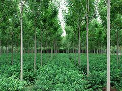 速生白蜡专业供应商 速生白蜡种植-山东淄博增盛苗木中心提供速生白蜡专业供应商 速生白蜡种植的相关介绍、产品、服务、图片、价格速生白蜡、山东扶芳藤球、扶芳藤球种植、山东白皮松、山东西府海棠、山东速生白蜡、