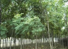供应臭椿树苗-山东臭椿树苗最新报价?春雨苗木基地_农副产品