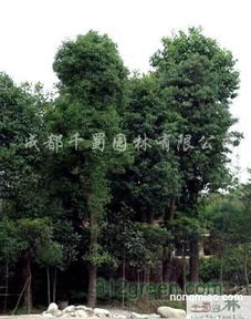 供应香樟苗木米径15 30公分