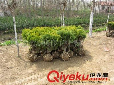 出售优质蔓海母月季,预定优惠,量大更优!图片|出售优质蔓海母月季,预定优惠,量大更优!产品图片由沭阳县颜集镇堰下村绿都苗木场公司生产提供-