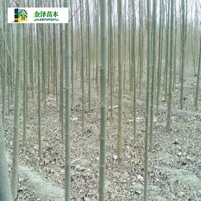 淮南速生柳遂宁速生柳烟台速生柳_河北保定博野金泽绿化苗木基地_商国互联网