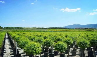 2019年苗圃升级蓄势待发,苗木品种化是核心
