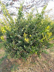 精品香樟 栾树 金森女贞球推荐 公司相册 天长市荣沁苗木种植专业合作社