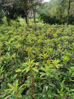 云皓高山杜鹃树苗基地 信都苗木
