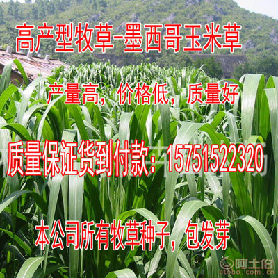 【牧草种子批发菊苣种子厂家直销量大优惠高丹草包发芽】沭阳学浩苗木场 - 产品库