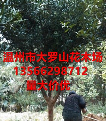 浙江地区苗木罗汉松,精品罗汉松,胸径2-11公分(图)