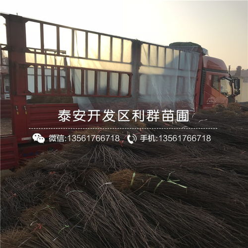 花椒树苗哪里有卖 花椒树苗多少钱一棵