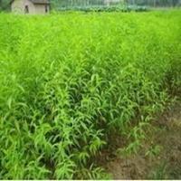 桃苗 桃树实生苗 桃树嫁接苗 占地大桃树 桃苗价格[现货供应]_绿化苗木_世界工厂网中国产品信息库