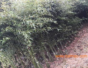南天竹种植基地 山东青州绿化南天竹 润泽竹子园艺,南天竹种植基地 山东青州绿化南天竹 润泽竹子园艺生产厂家,南天竹种植基地 山东青州绿化南天竹 润泽竹子园艺价格
