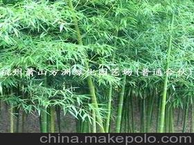 园林刚竹供应商,价格,园林刚竹批发市场 