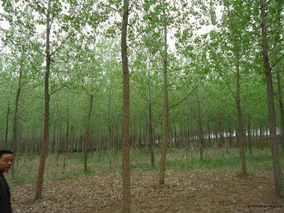 意杨图片|苗木|苗木图库|597苗木网