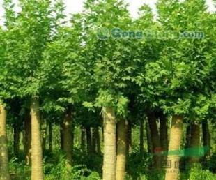 供应青州欧枫苗木大量出售北京栾,大量库存可优惠!_农副产品_世界工厂网中国产品信息库