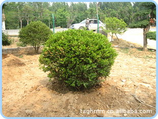 泰安市岱岳区光华苗木专业合作社
