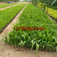 青州市晓敏花卉苗木专业合作社