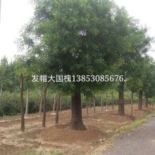 一片绿苗木基地