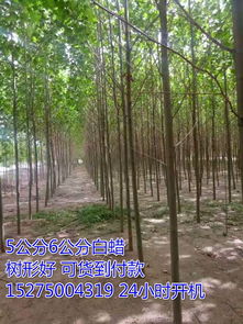 郓城县明顺苗木基地