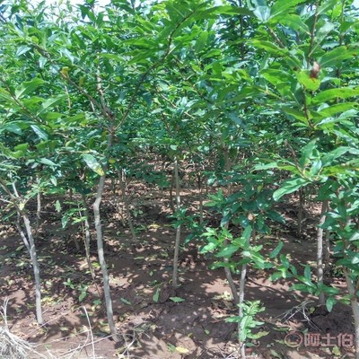 【高杆山楂苗亩产品种全的 山楂苗基地厂家供货】泰安高新区旺运苗木中心 - 产品库