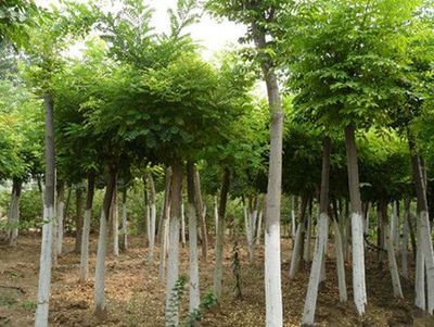 山东优质速生国槐供应商:速生国槐苗价格-山东省莱芜市田生苗木专业合作社提供山东优质速生国槐供应商:速生国槐苗价格的相关介绍、产品、服务、图片、价格12公分速生法桐树、泰安樱花树小苗、速生法桐树基地、雪松小苗价格、龙柱碧桃苗批发、山东造型国槐树、