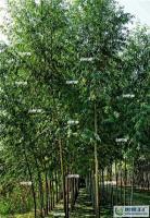 大量1农神竹柳种苗 品种优良[供应]_绿化苗木_世界工厂网中国产品信息库