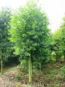 沭阳县三旗绿化苗木场