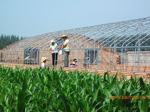 郑州养殖大棚筹建厂家育苗大棚建造设计方案,郑州养殖大棚筹建厂家育苗大棚建造设计方案生产厂家,郑州养殖大棚筹建厂家育苗大棚建造设计方案价格