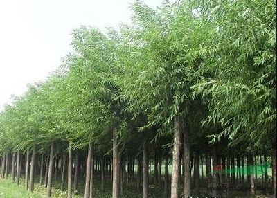 广州8公分垂柳价格旱柳报价_广州8公分垂柳价格旱柳报价图片_山东菏泽科技苗木基地_中国园林网