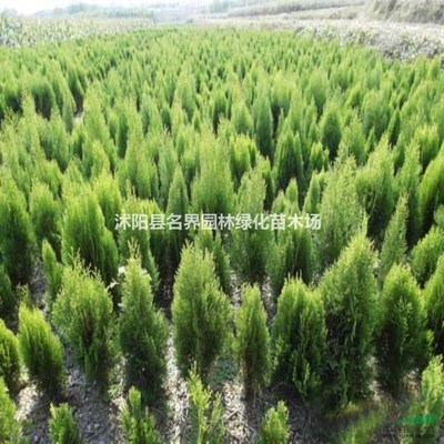 沭阳县名界园林绿化苗木场