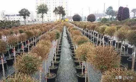 精品苗的标准怎么定 这三个硬指标一定要知道