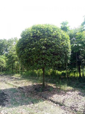 【直径13公分高分枝桂花,精修剪蘑菇型桂花苗木,行道树工程苗桂花图片】直径13公分高分枝桂花,精修剪蘑菇型桂花苗木,行道树工程苗桂花图片大全