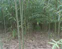 沭阳县天时花木园艺场供应 合欢,栾树,乌桕,广玉兰,重阳木,榉树,水杉,意杨,垂柳,香樟