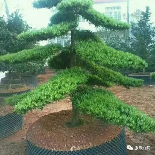 红叶苗木基地出售精品树苗 丹桂 罗汉松 红叶石楠 紫薇花...量大价优