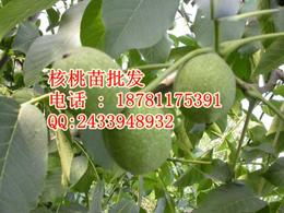核桃 批发供应信息 核桃 批发批发 核桃 批发价格 找核桃 批发产品上