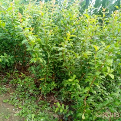 【高杆山楂苗亩产品种全的 山楂苗基地厂家供货】泰安高新区旺运苗木中心 - 产品库