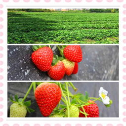 红古 江雪草莓苗哪里便宜 新闻草莓苗价格