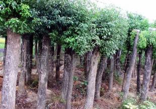浏阳市拓景园林绿化苗圃供应绿化苗木供应香樟_农副产品_世界工厂网中国产品信息库
