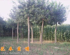 山东华方苗木长期供应国槐 樱花