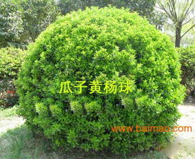 兆红苗木, 兆红苗木生产厂家, 兆红苗木价格