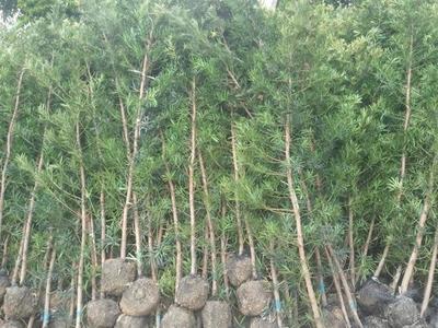 普宁罗汉松产地\广东罗汉松--广洁苗木场