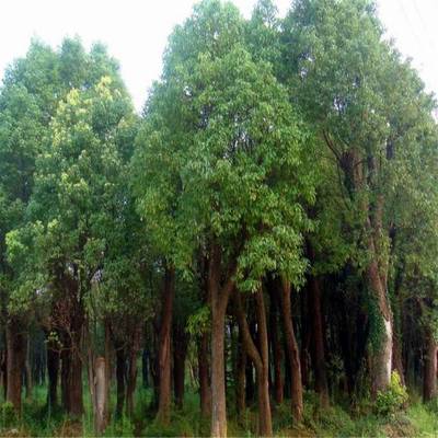 丛生香樟园林植物移栽 香樟树多头 基地批发